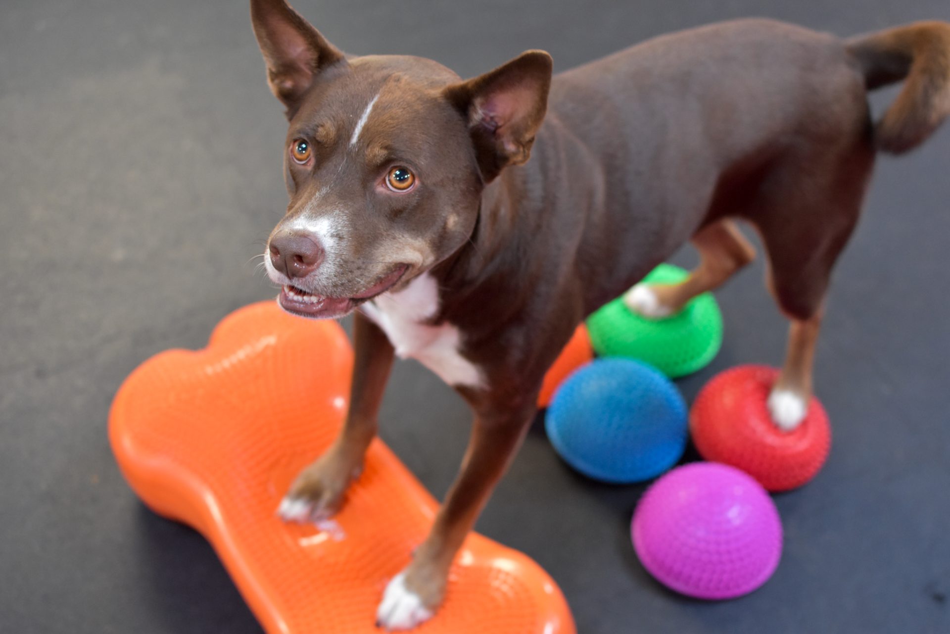 A dog waits for a treat during training exercises at The Dog Stop