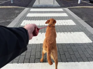 Dog Walking Problems- Pulling the leash
