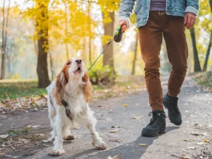 Dog Walking Problems- Barking Excessively