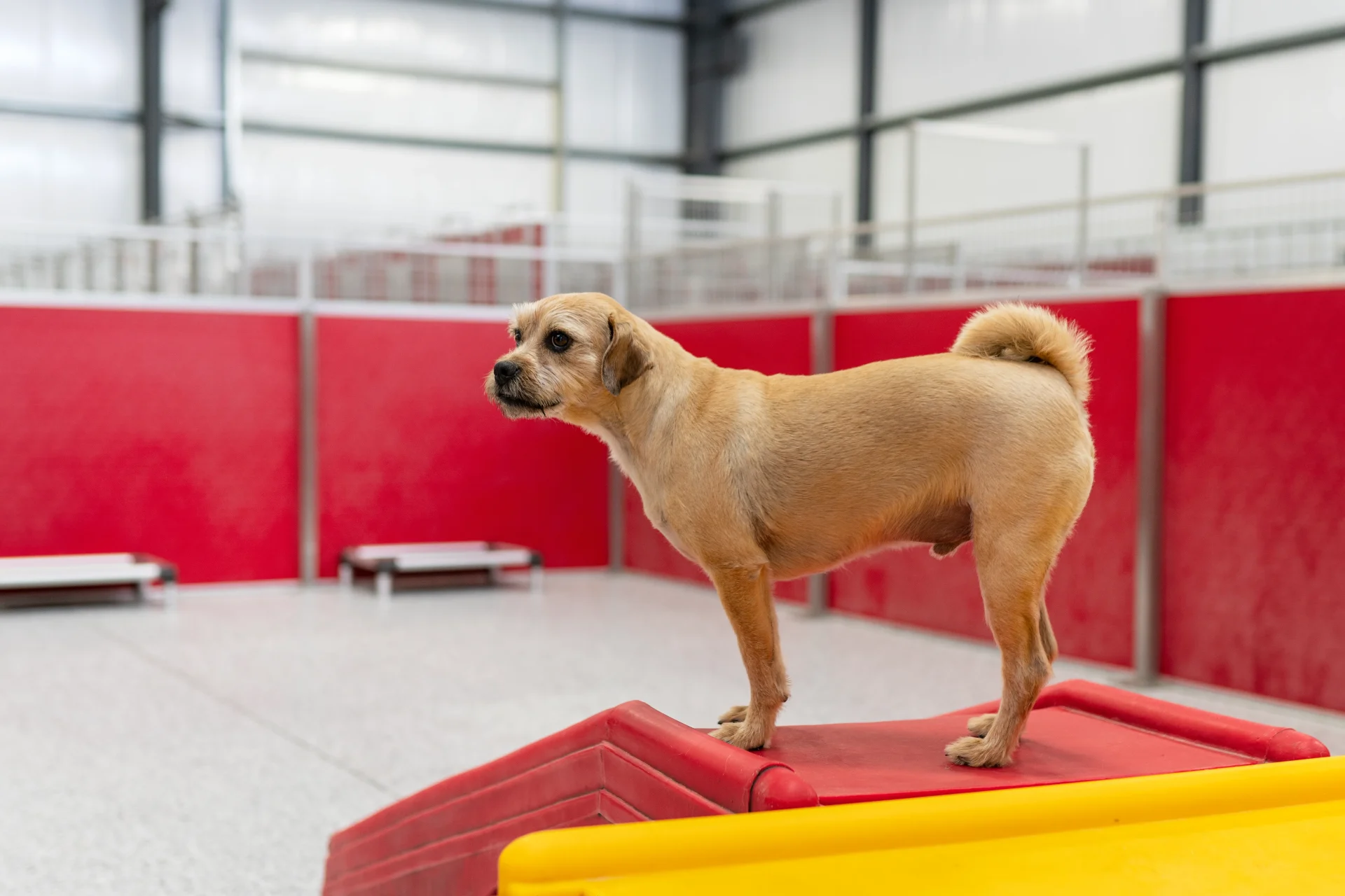 Dog sitting on top of slide at The Dog Stop