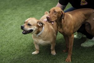 The Dog Stop-Boardman-Daycare Photo