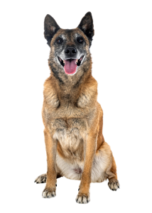 senior dog sitting