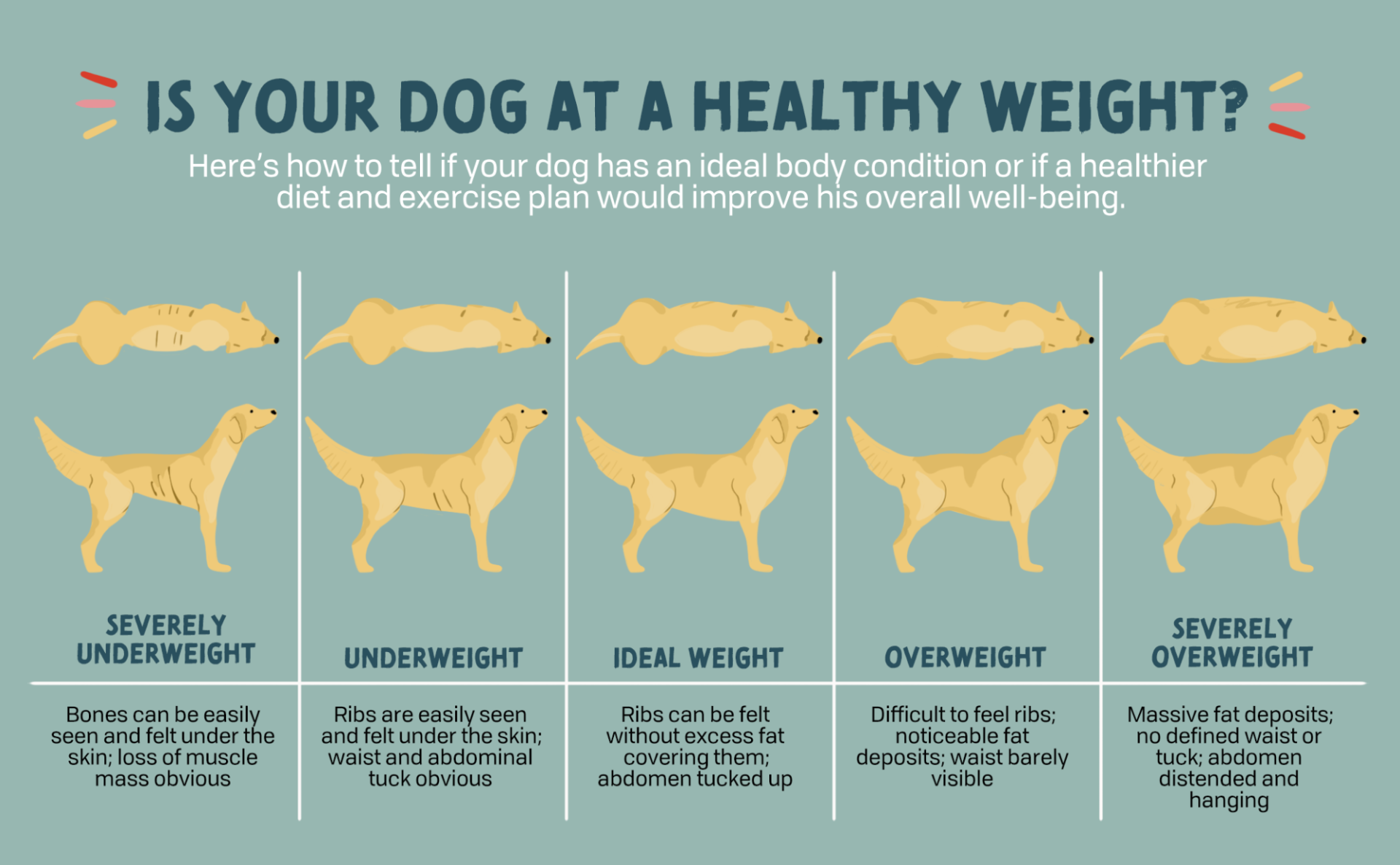 The Dog Stop Body Condition Scoring System