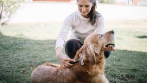 Female dog owner brushes Golden Retriever double coat
