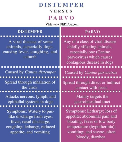 The Dog Stop - Distemper vs. Parvo image