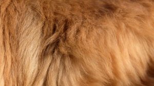 A dog's double coat