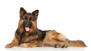 A German Shepherd Dog with a long double coat