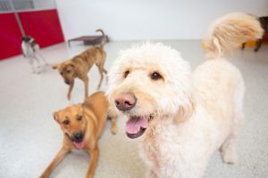 dogs in daycare