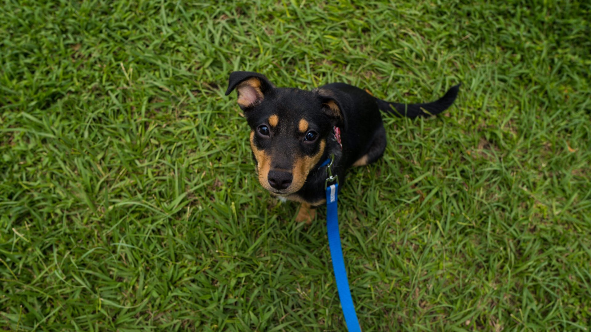 Puppy sitting on grass
