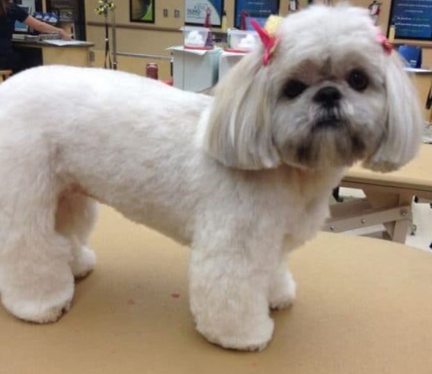 The Dog Stop - Dog Grooming example