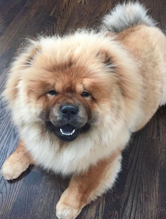 The Dog Stop - Dog Grooming example