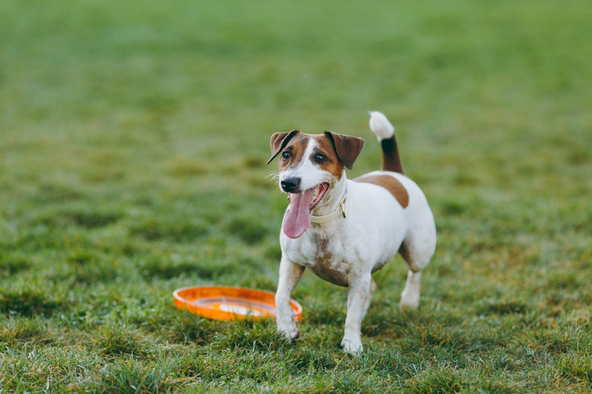 dog catching frisbee