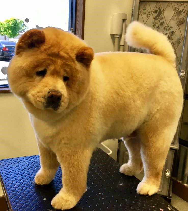 The Dog Stop - Dog Grooming example